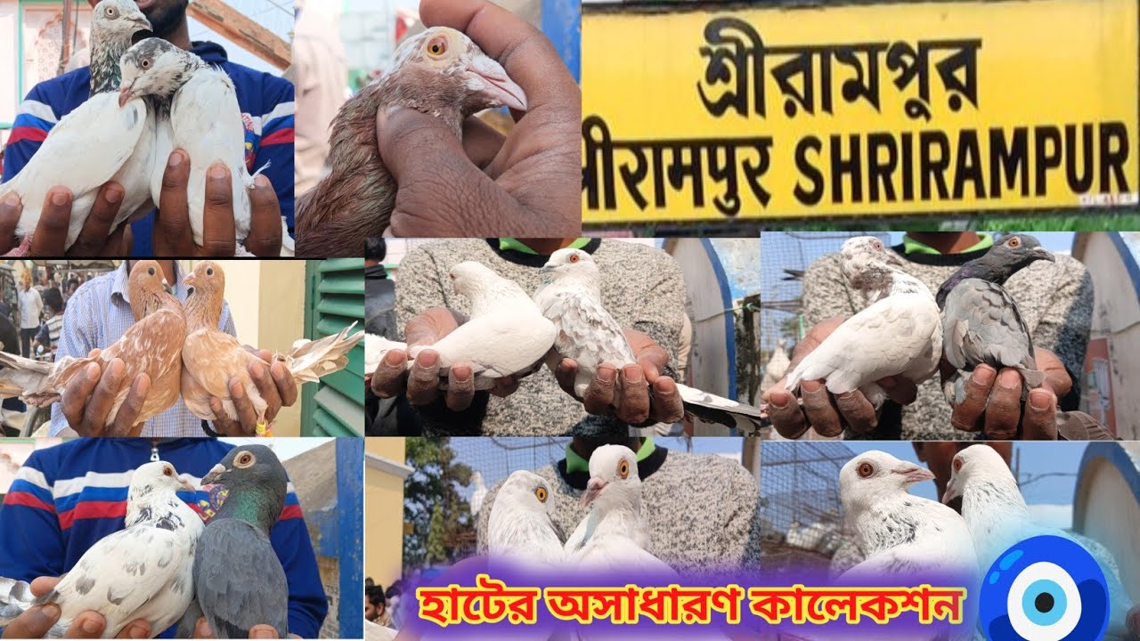শ্রীরামপুর হাটের নতুন পায়রার কালেকশন 🧿🕊️