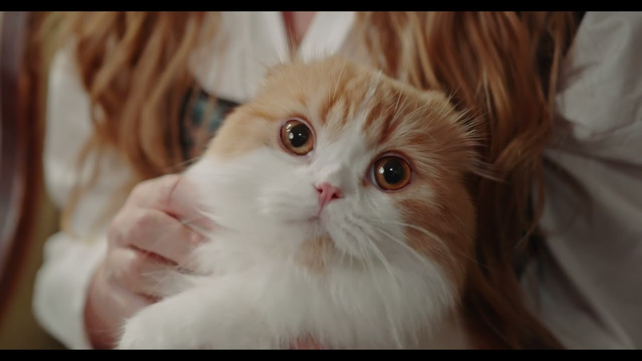 Katzen-Zauber: Entdecke die Welt der Samtpfoten! 😺🌟