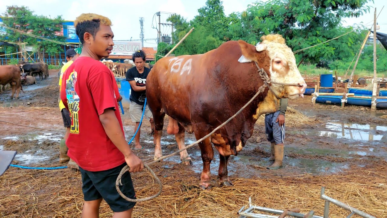 PENGIRIMAN SAPI QURBAN TERBESAR SAPI PEDIA FARM KE BOGOR