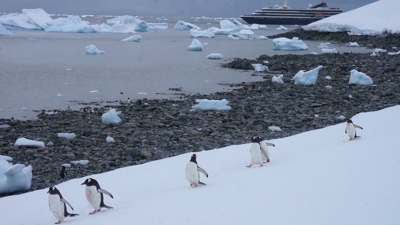 Antarctica - Penguins in the snow   - Dec  23 - Useful Island