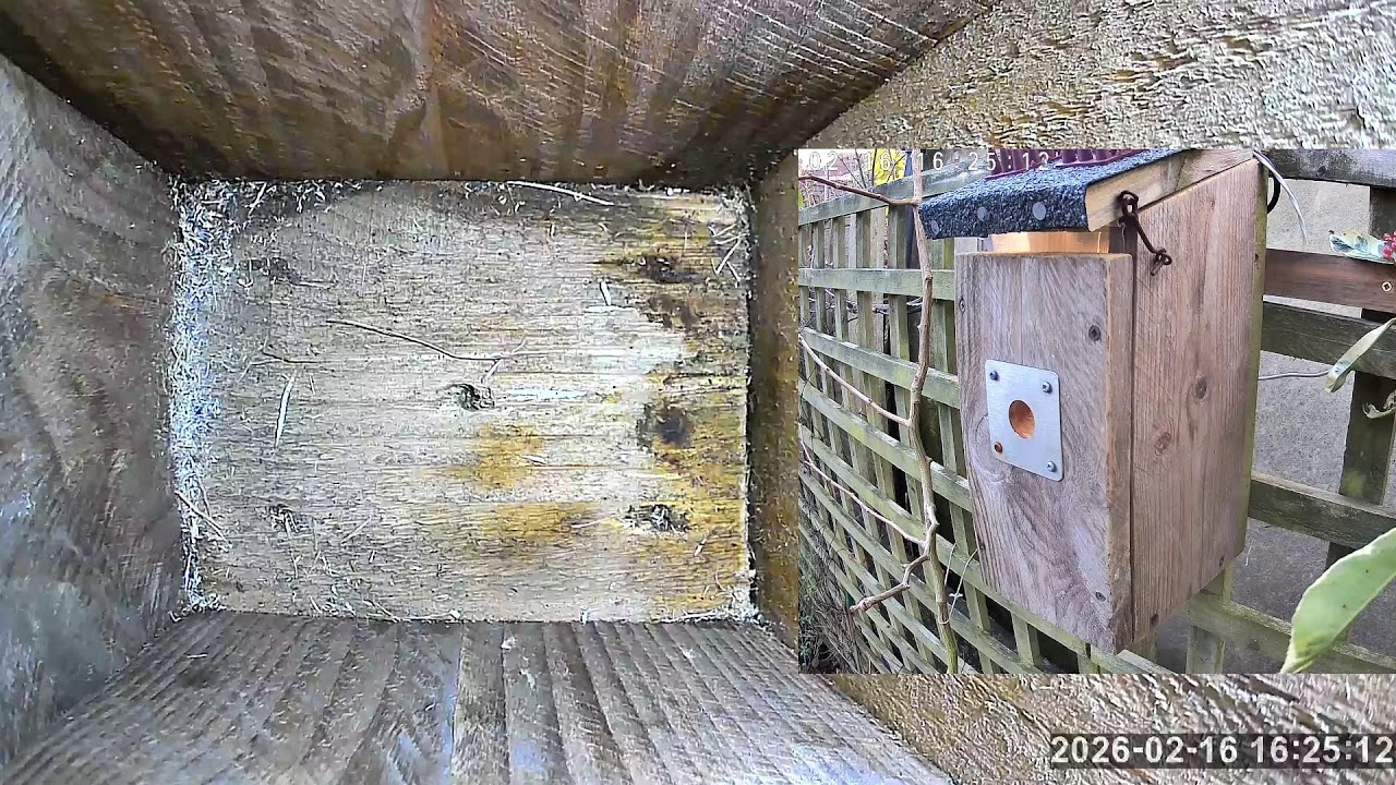 SoBo Nest Box Live Stream