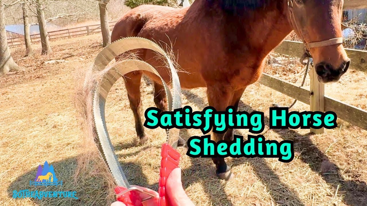 Horse Shedding Winter Coat | Oddly Satisfying De-Shedding | Horse Grooming