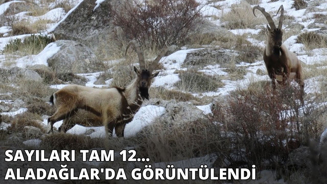 Nesli tükenme tehlikesi altında... Aladağlar'da görüntülendi
