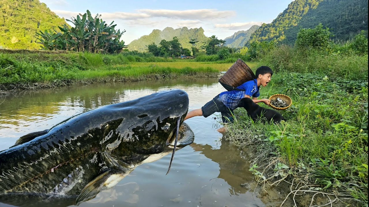 Nam went to collect snails in an abandoned pond, discovered many big fish and caught them to sell