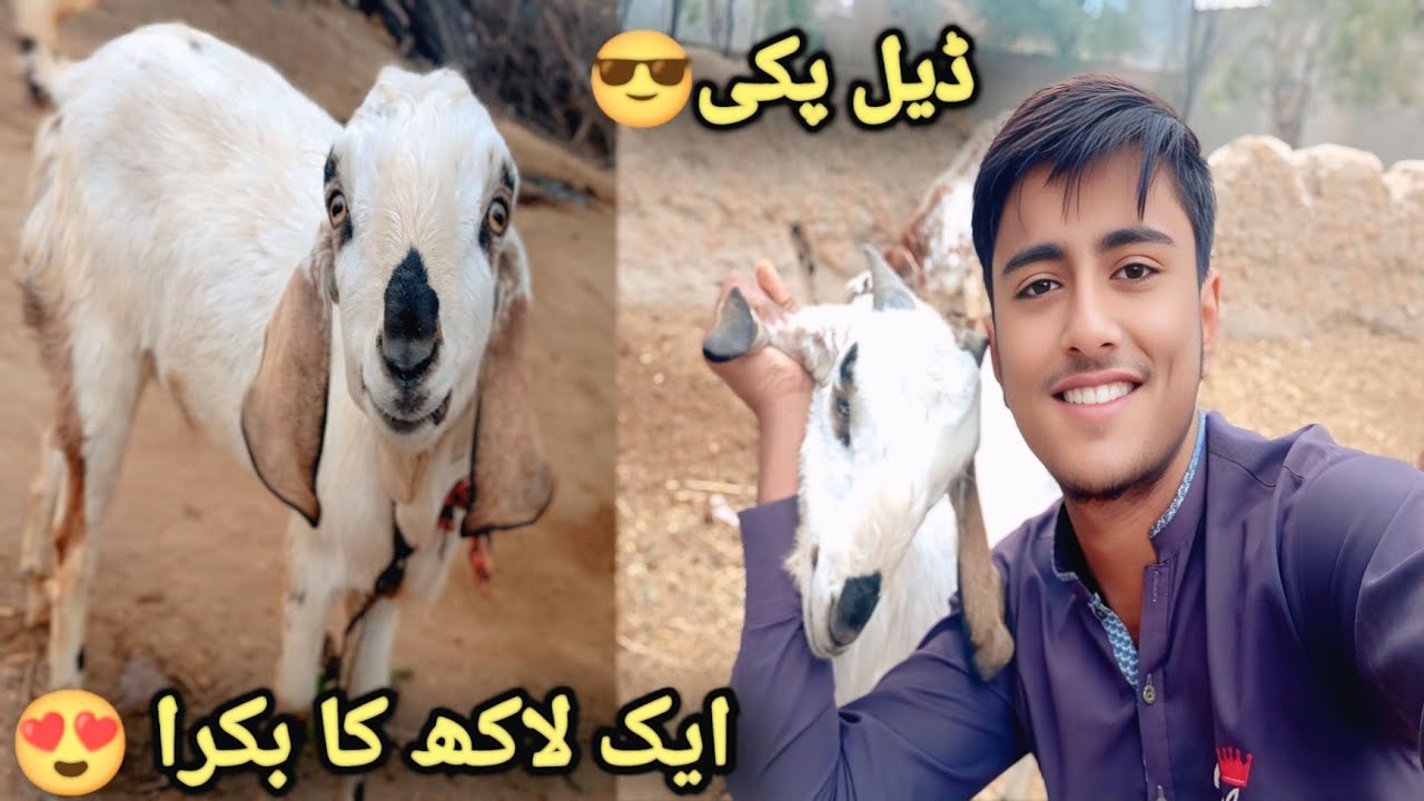 😱 یہ بکرا ایک لاکھ کا؟ | Village Life Daily Vlog 🐐