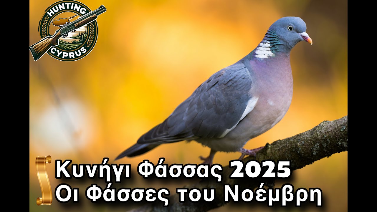 Κυνήγι Φάσσας | Νοέμβρης 2025 – Part 1