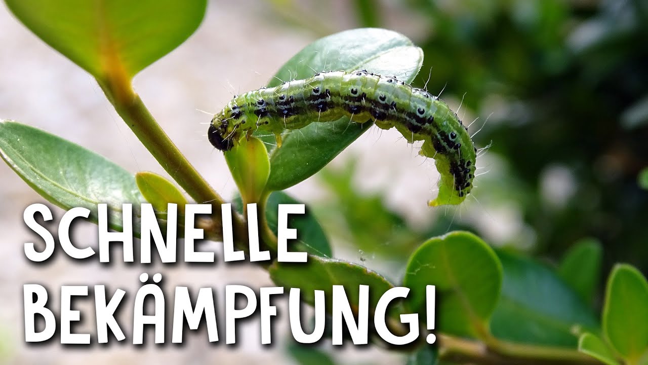 Buchsbaumz&uuml;nsler bek&auml;mpfen ohne Gift! - Buchsbaum Pflege mit Hausmittel