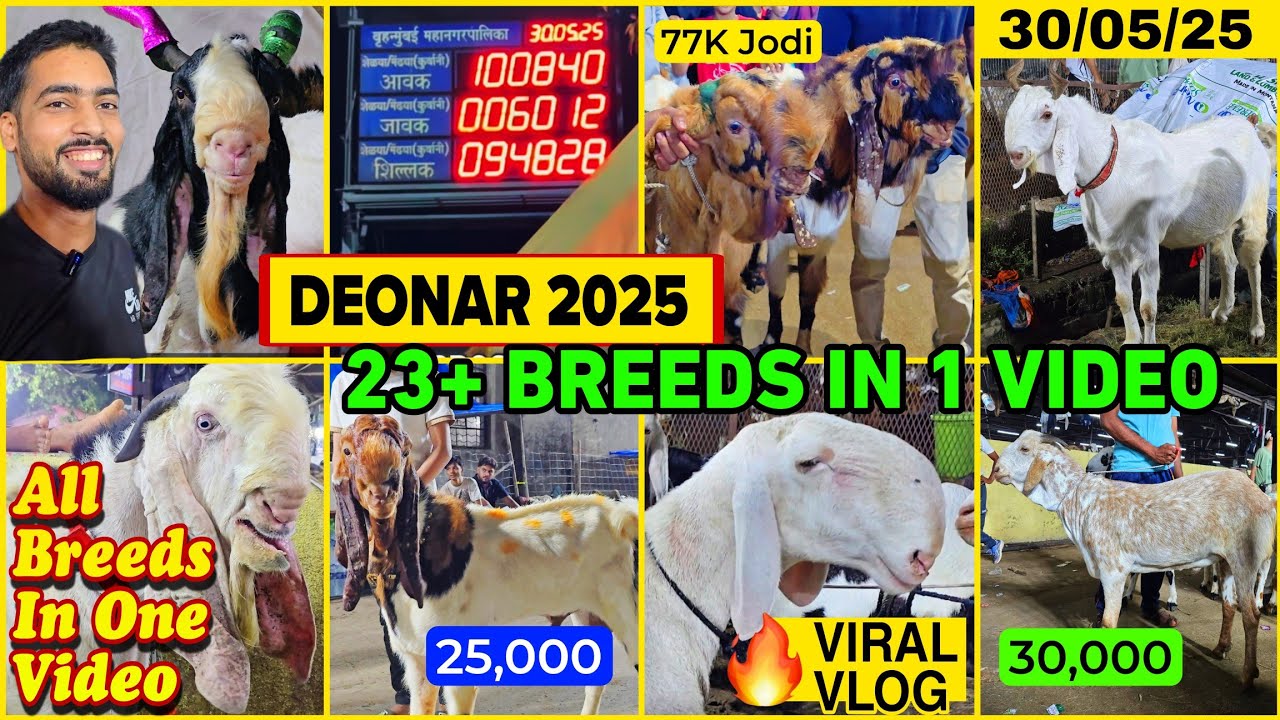ALL UNIQUE GOAT BREEDS IN 1 VIDEO 🔥 MUST WATCH