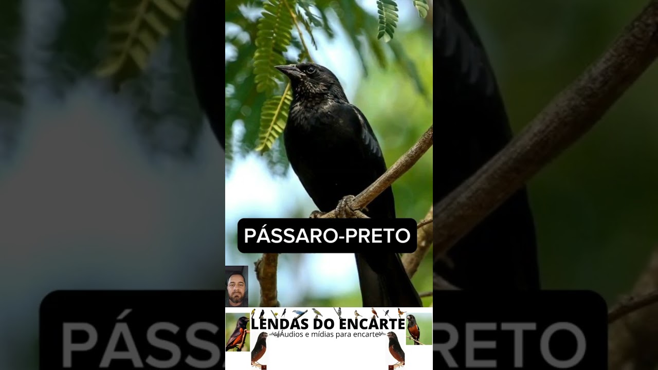 Canto de aves do Cerrado  #lendasdoencarte #observacaodeaves #passaros #aves #natureza #birds #fauna