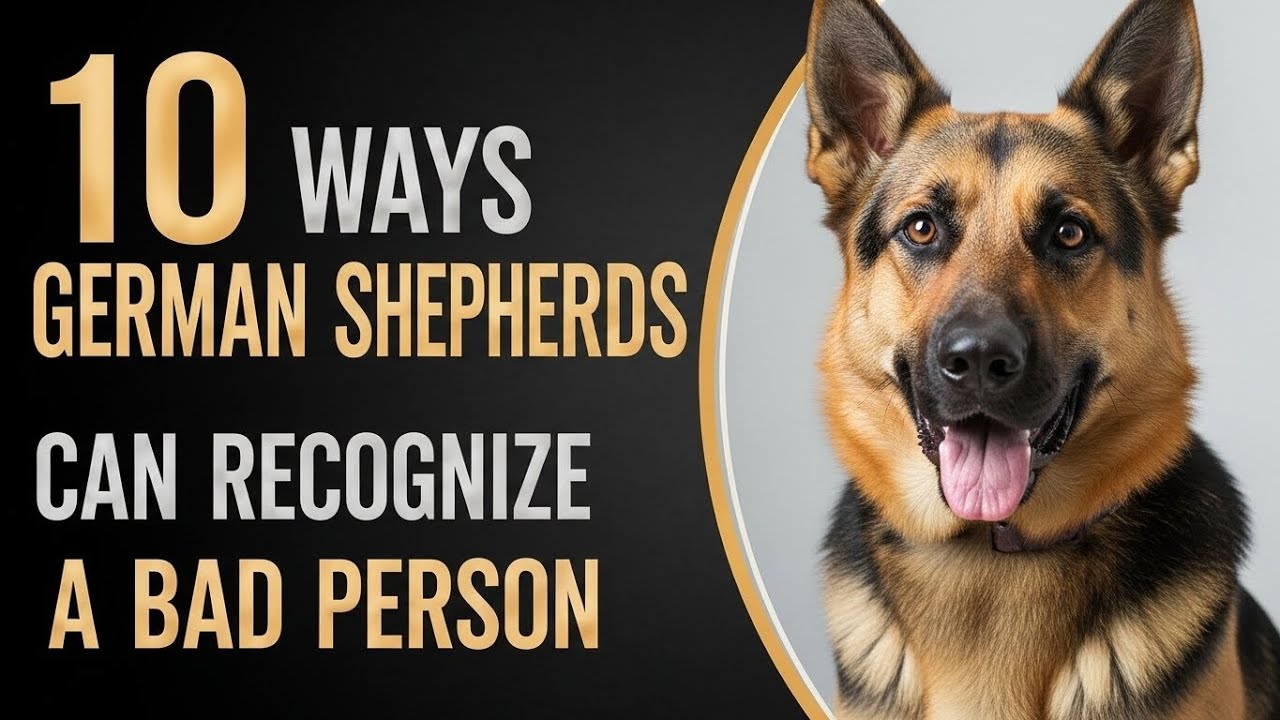 10 Ways German Shepherds can Recognize a Bad Person | Every German Shepherd Owner Should Note!