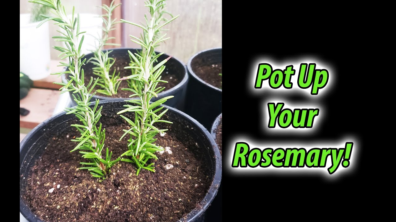 Potting Rosemary Cuttings 101 (2020)