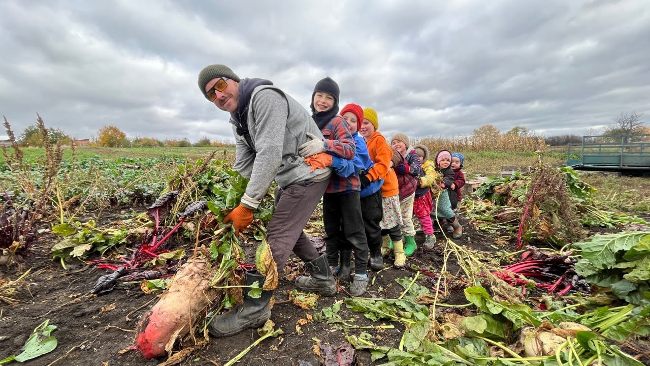 Собираем гигантов всей семьёй!  What a beet! Harvesting the giants with the whole family!