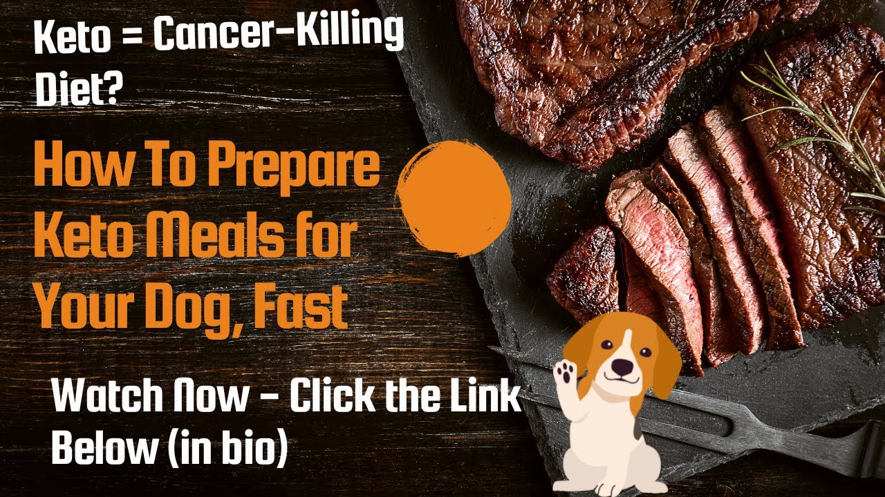 Healthy Homemade Keto Dog Food for Your Senior Dog + Meal Prep