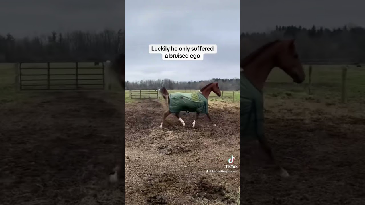 His shriek at the end! 🤦🏼&zwj;♀️ #horse #ottb #equestrian #horseenthusiast #thorougbred #funny #ouch