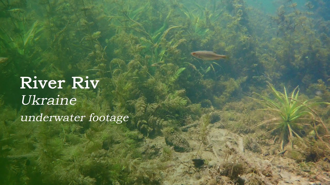River Riv at town Bar, Ukraine. Beautiful underwater biotope