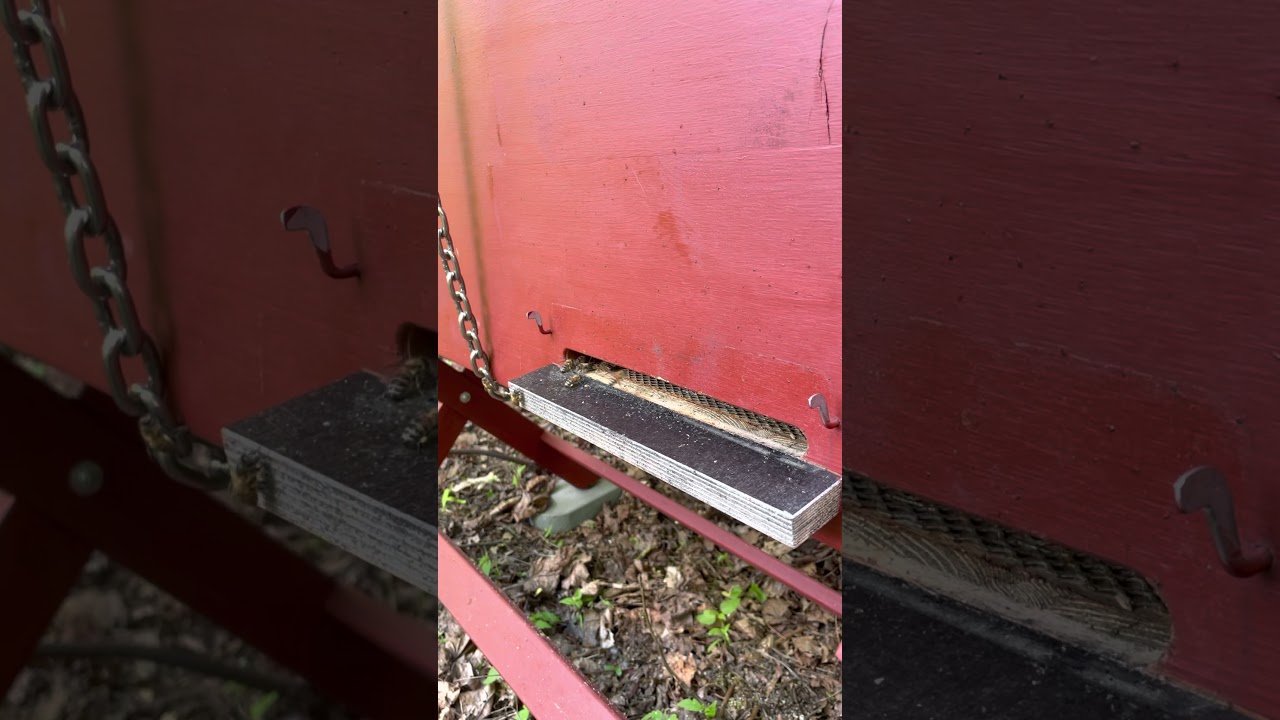 Flugloch, Bienenbox, Bienen, Honigbienen, Imkern