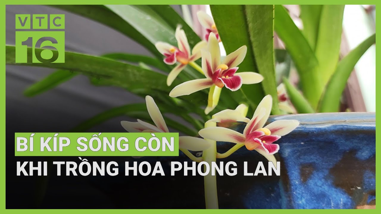 B&iacute; k&iacute;p sống c&ograve;n khi trồng, chăm s&oacute;c hoa phong lan | VTC16