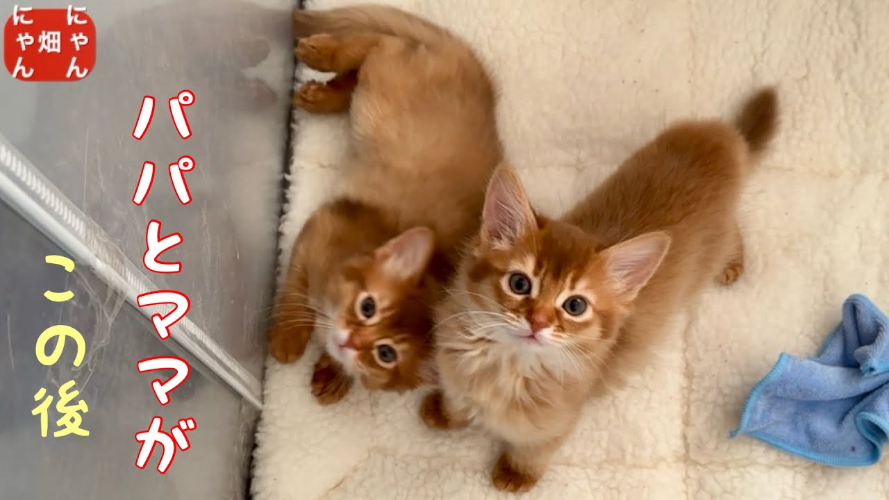 よく喧嘩する双子と思ったら、パパとママも大喧嘩してました