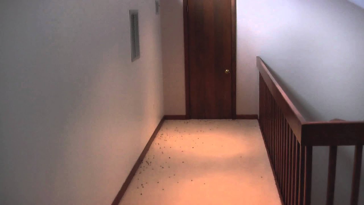 Dead stink bugs Bifentrin, Talstar pro
