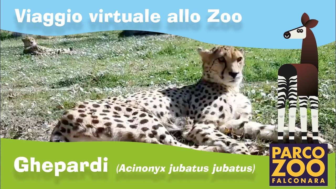 Ghepardo (Acinonyx jubatus jubatus)