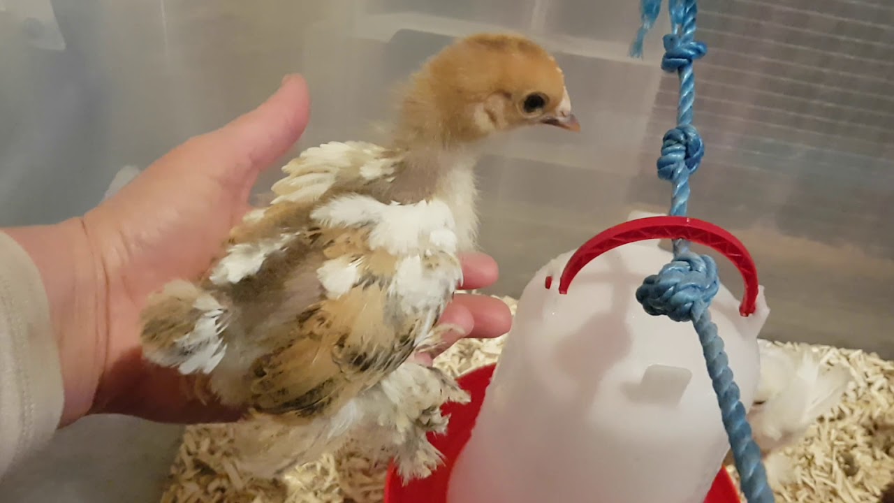 Sexing the 2 week old pekin banthams