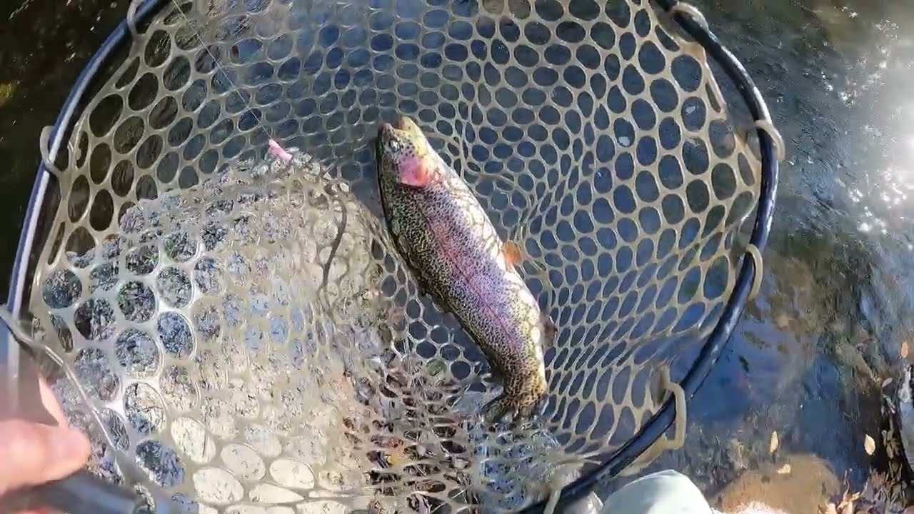 Finally some decent trout were stocked. These were all rainbows.
