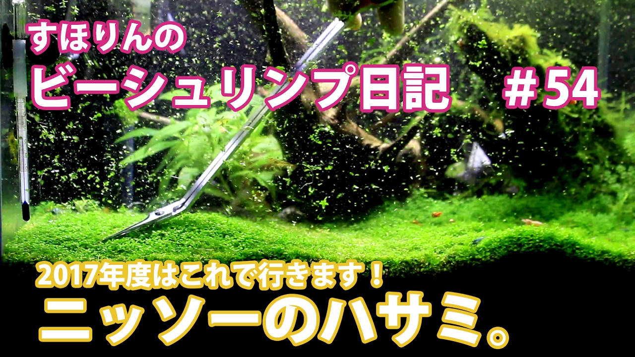 【キューバパールグラストリミング】ニッソーのトリミングハサミを買いました！【水槽アクアリウム】