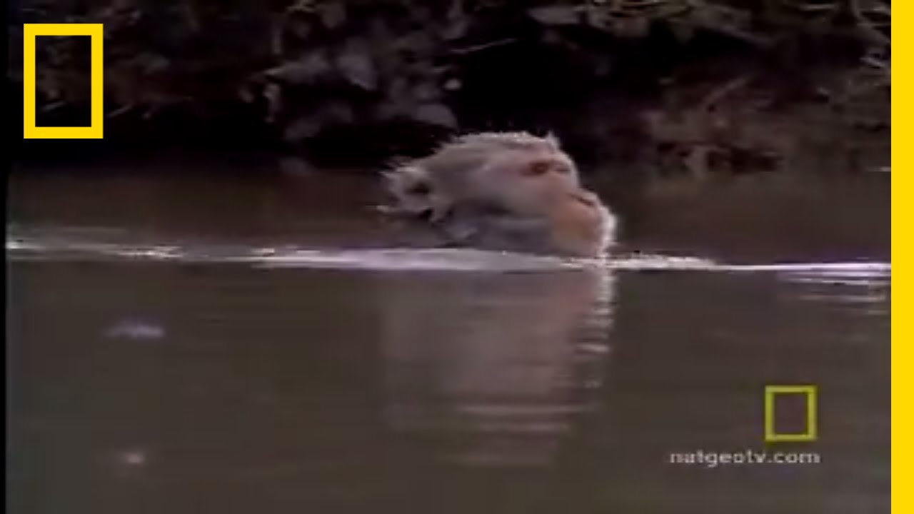 Snow Monkeys | National Geographic