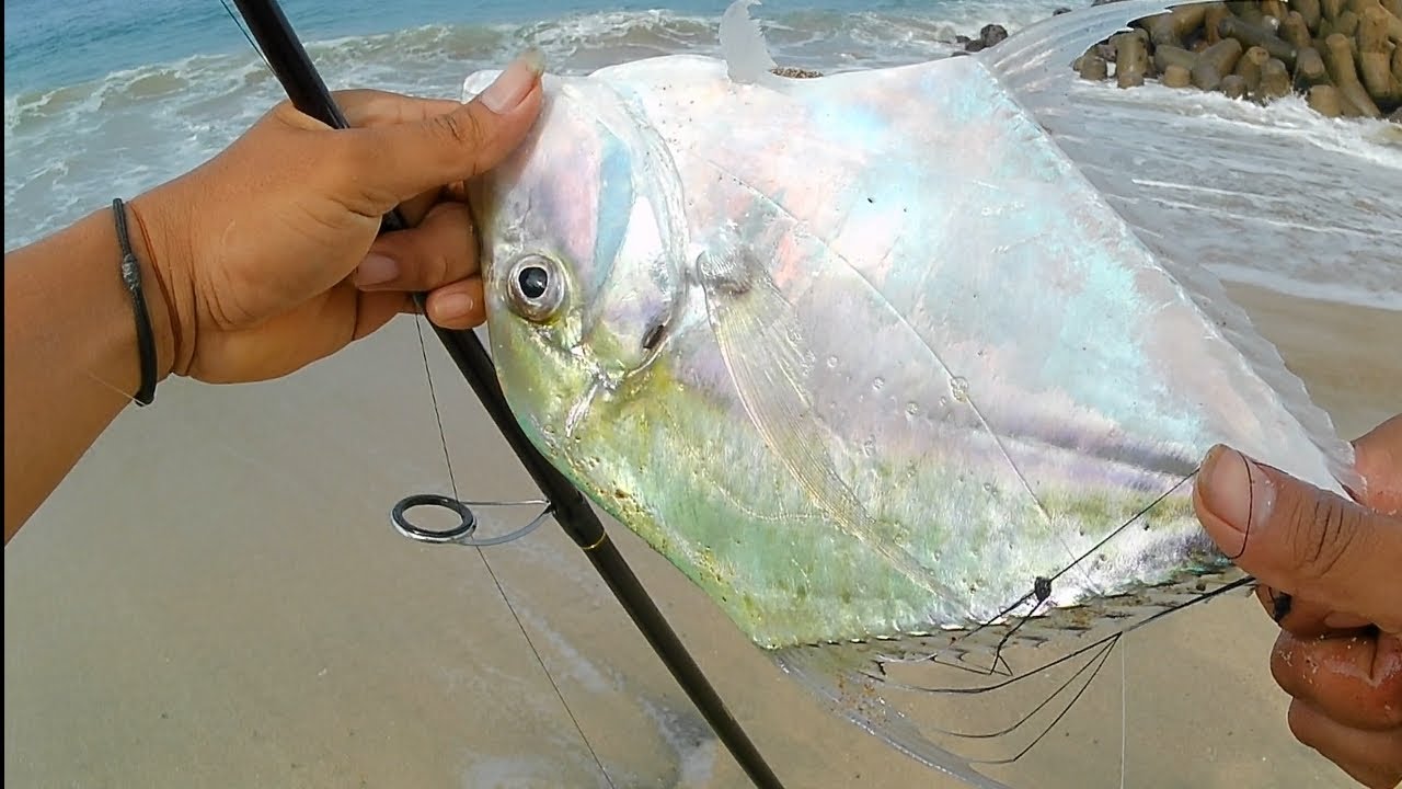 ❗TEMPAT BELI UMPAN MANCING DI PANTAI TAMBAK REJO BLITAR, SERANG, SERIT, JEBRING BAGI PEMULA 💯