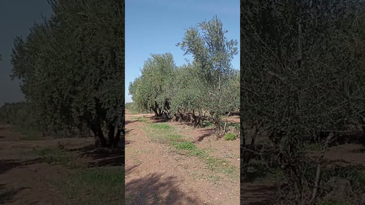 شجرة الزيتون البيشولين المغربية