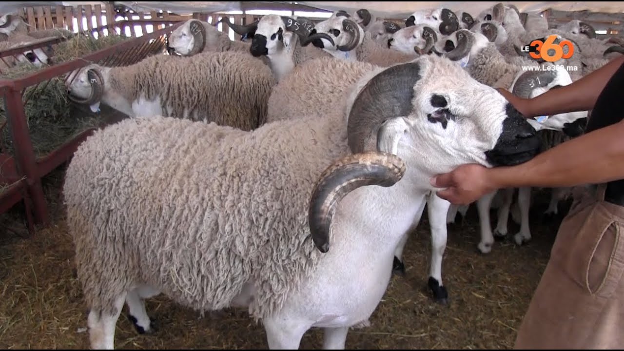 Le360.ma &bull; L'Aid Al Adha: Le prix du mouton s'&eacute;l&egrave;ve jusqu'&agrave; 7500DH.