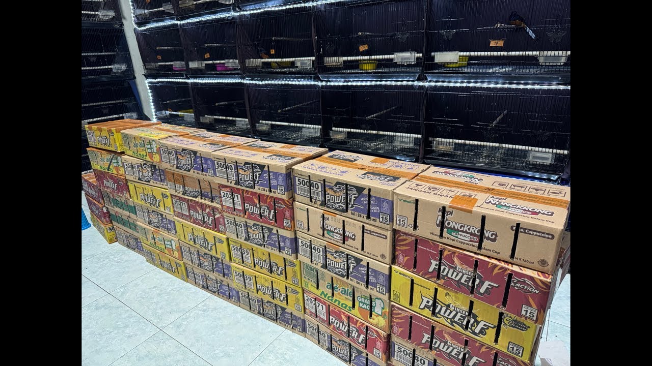 TERGRESS DAN TERBARU TROTOL TRAH 27cm MURAI BATU RING PETERNAK 4-3-2026