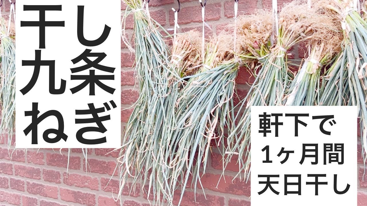 九条ネギを掘り起こして干しネギにする｜分げつと生長を促進します。