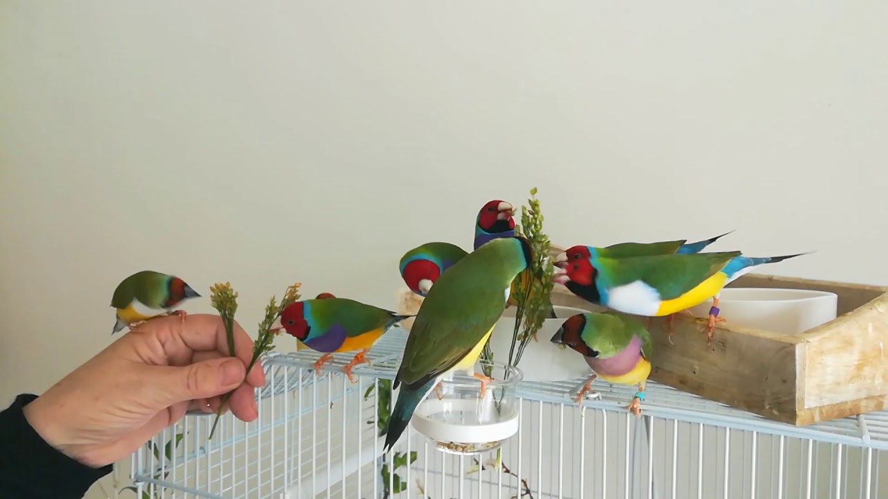 Tamed gouldian finches