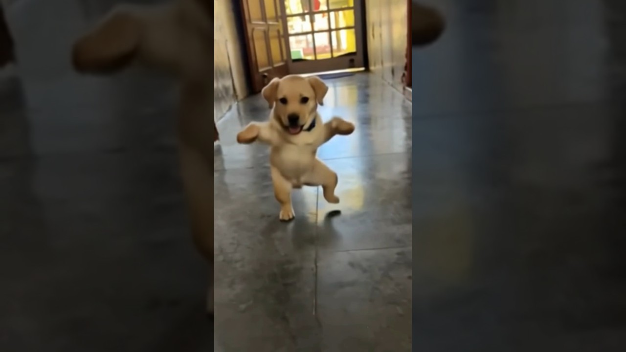 Funny dog dance || Labra Coco || 