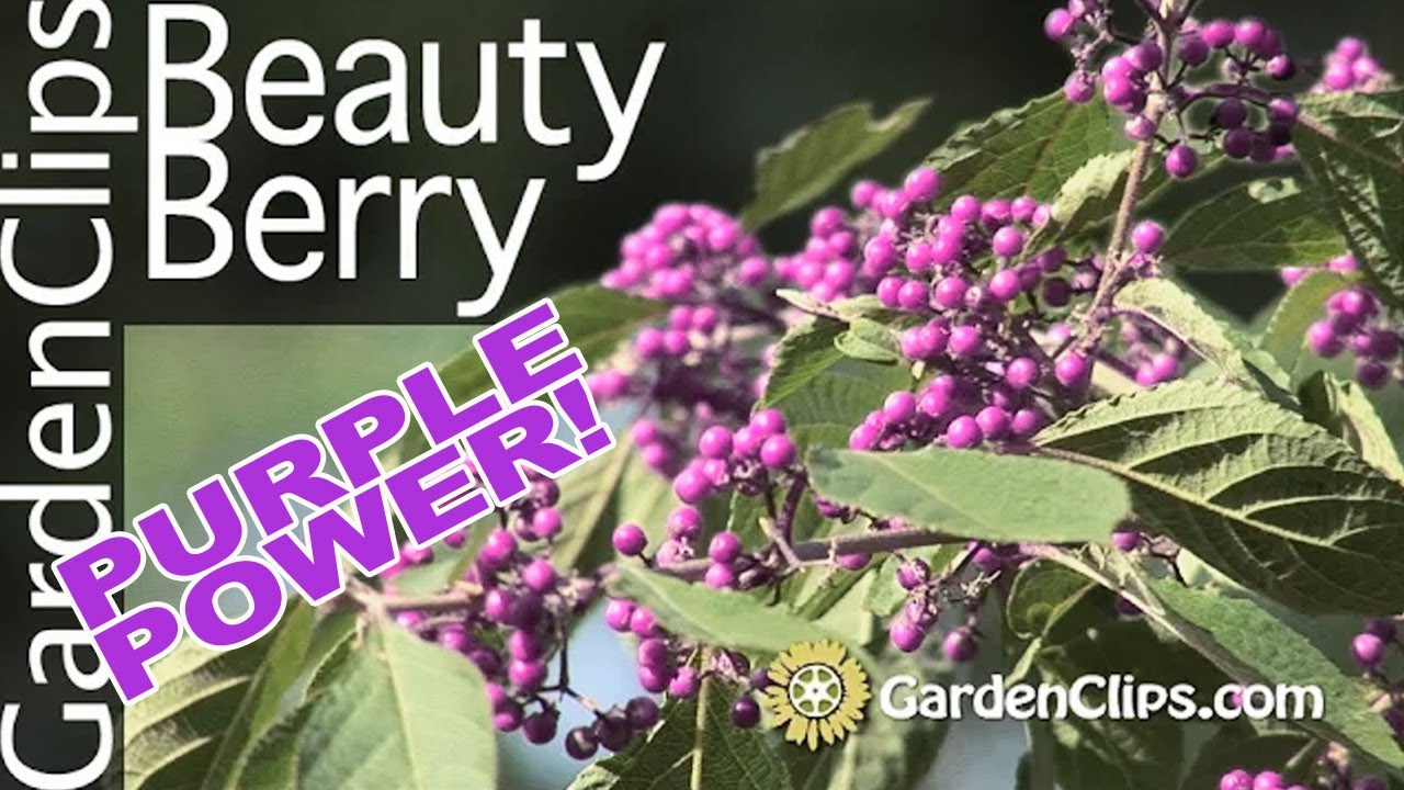 Beauty Berry: Amazing Purple Berries & Easy Shrub!