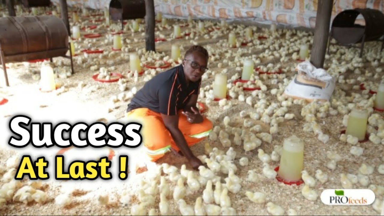 How I Maximise Profits in Broiler Chicken Farming