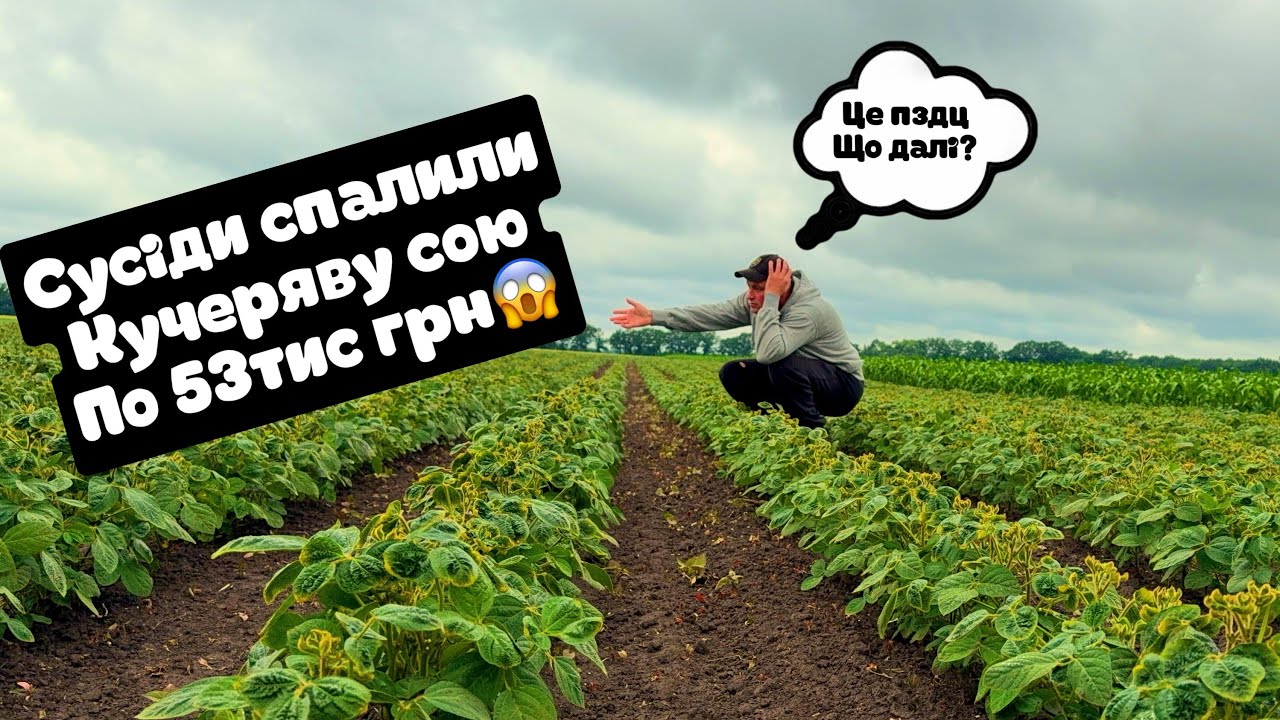 Сусіди спалили два поля сої,-ЦЕ НЕ МИ🤔винного не має🤷‍♂️Бе-Ме і пздц🥲