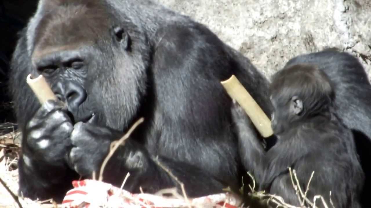 Mom is eating.Baby Gorilla(8 months old) and mom.お母さんは食事中。ゴリラの母子。