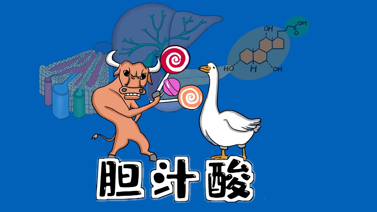医学漫画 | 一图记住【胆汁和胆汁酸代谢】Medical Comics | One Picture to Remember [Bile and Bile Acid Metabolism]