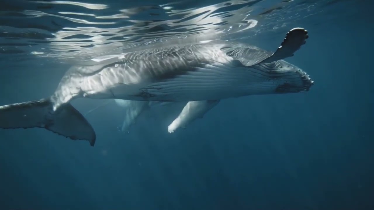 Cetacean Crush | EDM Music