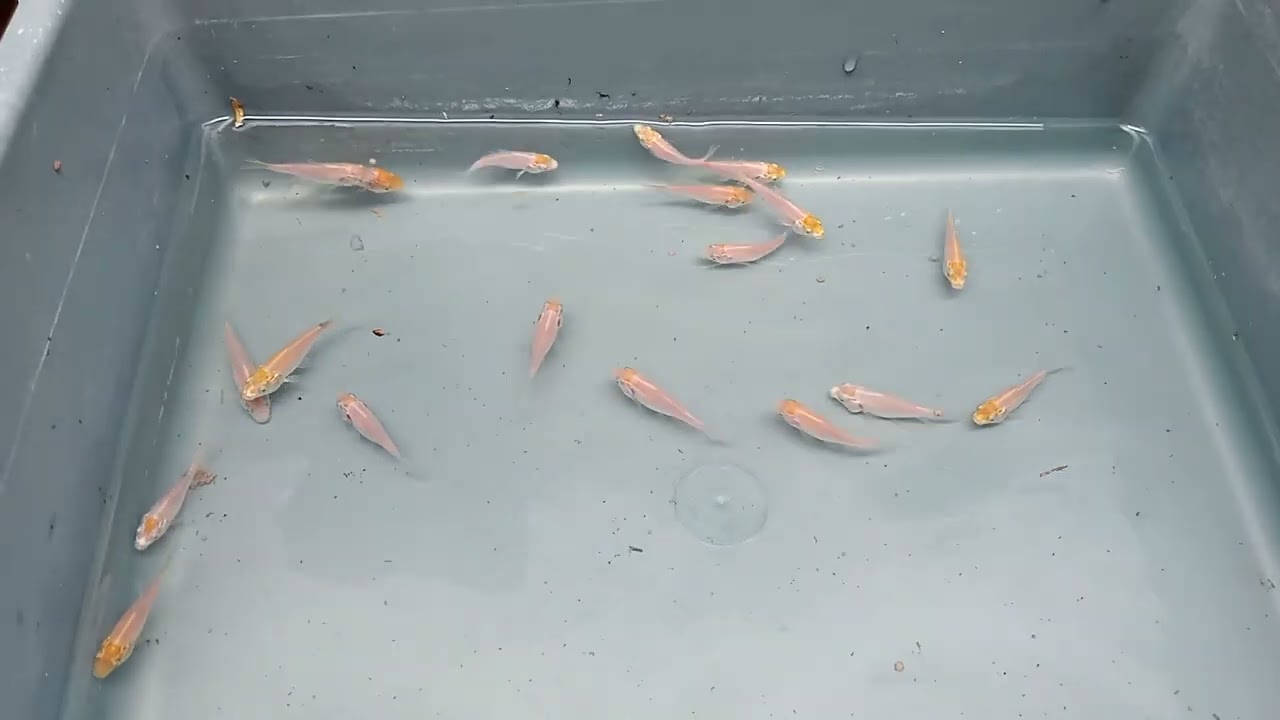 Ikan koi usia 2 bulan 