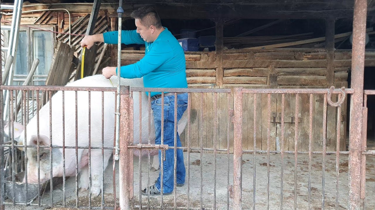‼️JARDEL A FOST MĂSURAT INANTE DE CÂNTĂRIRE‼️DIMENSIUNI IMPRESIONANTE DUPA MĂSURARE‼️