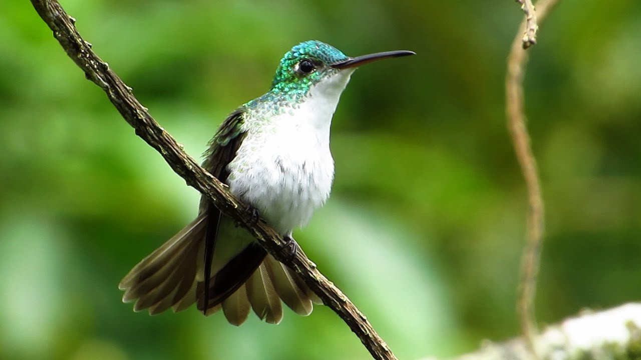 Andean Emerald (East-slope)