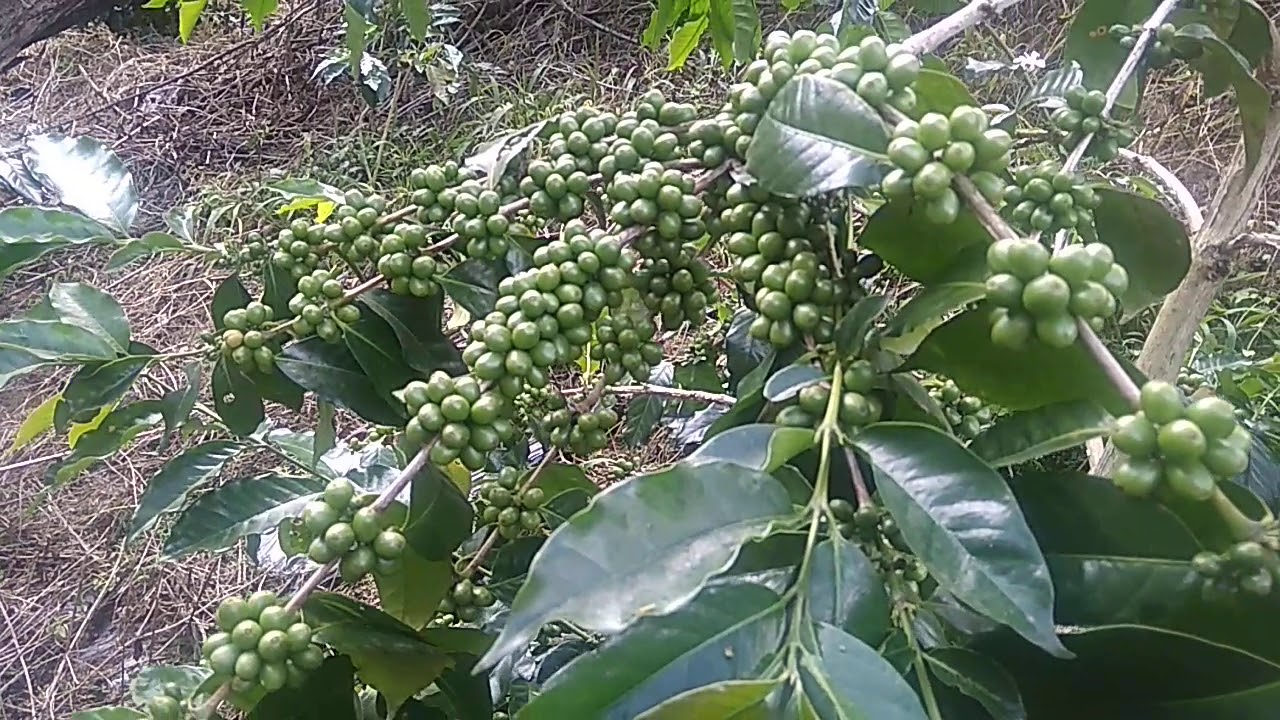 Kopi tim-tim, Aih Dedep, Gayo Lues
