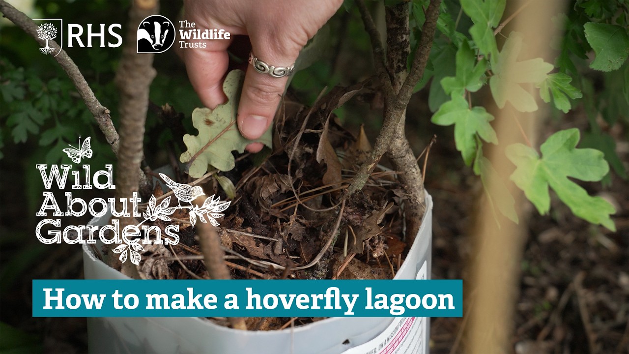 How to make a Hoverfly lagoon - Wild About Gardens 2025 | The RHS & The Wildlife Trusts