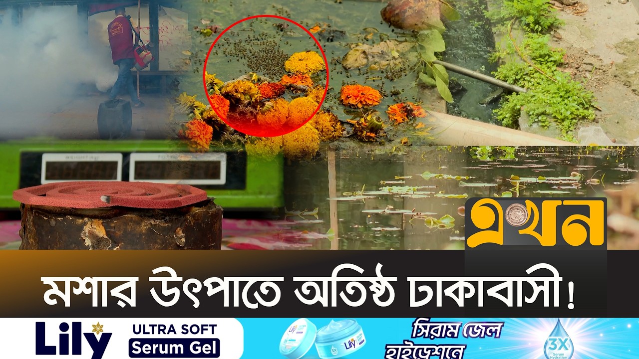 রাজধানীতে এক মাসে মশার প্রকোপ বেড়েছে ৪০%! | Mosquito Menace | Dhaka City | Ekhon TV