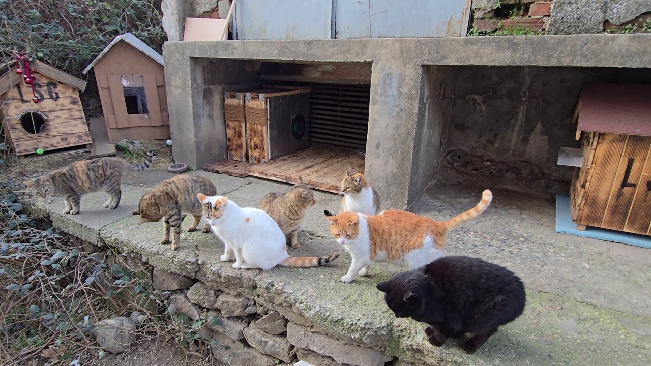 This Is NOT AI! 🐾 A Real Cat Village Where Stray Cats Live in Tiny Houses