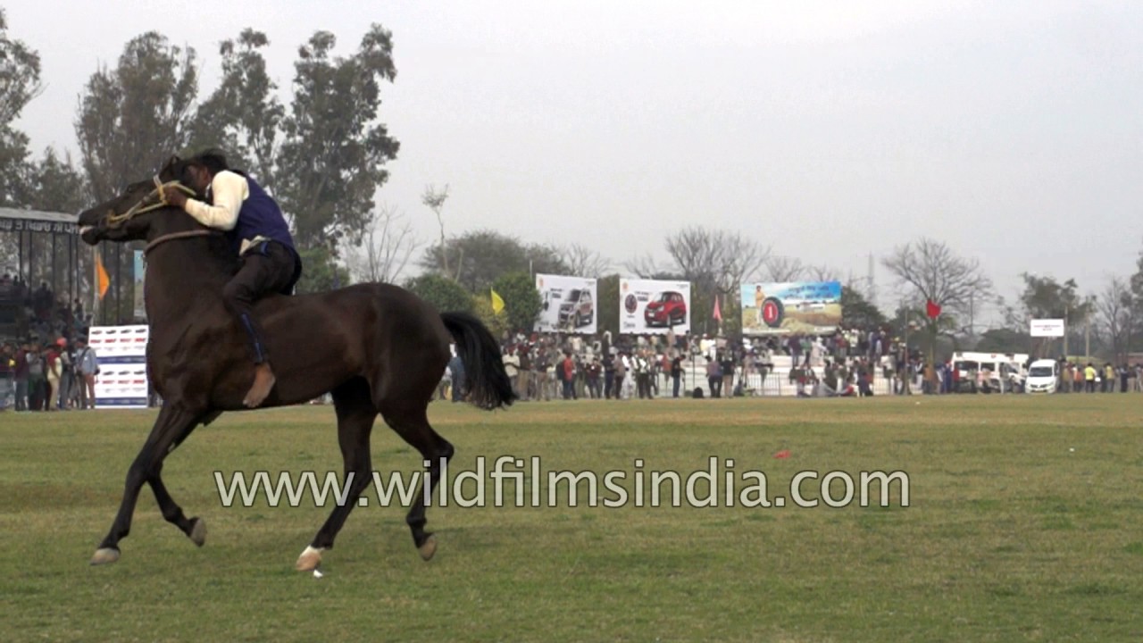 Horse riding is not an easy task | Kila Raipur