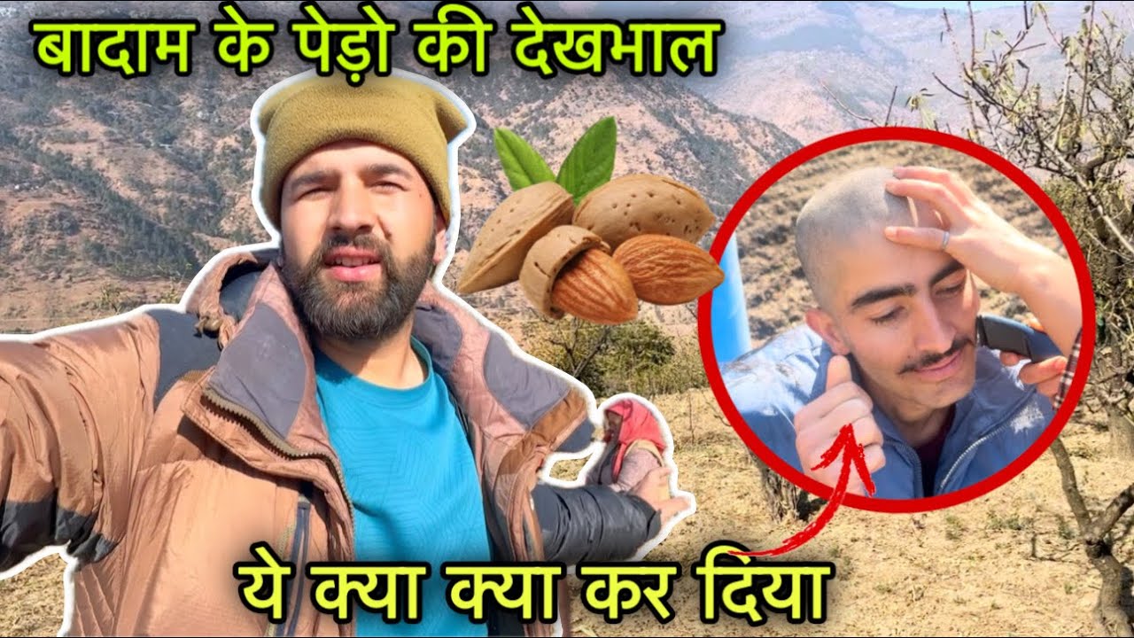 पहाड़ो की सर्दियो में बादाम की देखभाल की जाती है इस तरह || Himachali village lifestyle || Rahulbro
